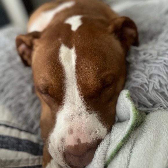 Meet your Posher, Rachel - Picture 1 of 1